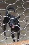 Cachorro ra a SRD idade nome Buiu