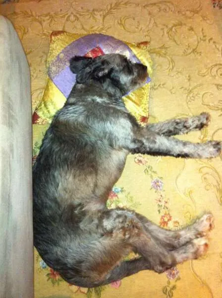 Cachorro ra a SRD idade 4 anos nome Penny 
