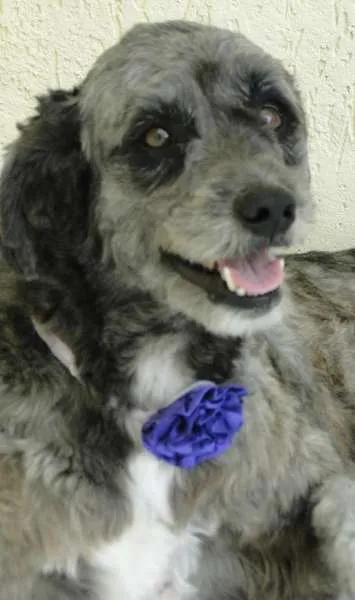 Cachorro ra a SRD idade 4 anos nome Penny 