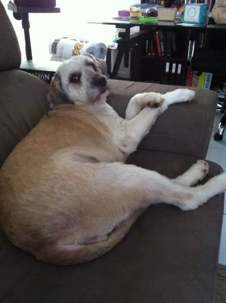 Cachorro ra a SRD idade 4 anos nome Polly