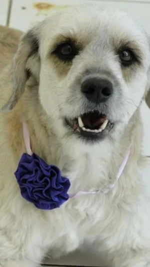 Cachorro raça SRD idade 4 anos nome Polly