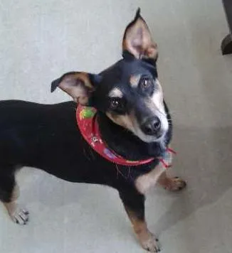 Cachorro ra a SRD idade 4 anos nome Layla