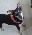Layla