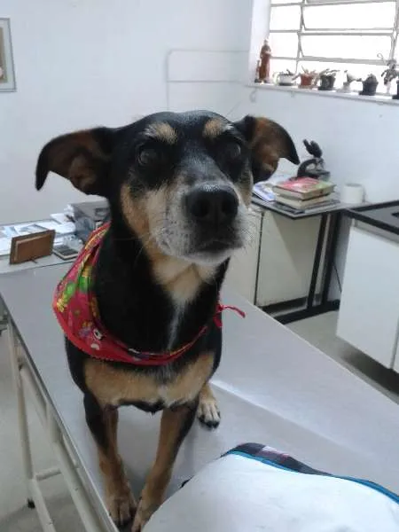 Cachorro ra a SRD idade 4 anos nome Layla