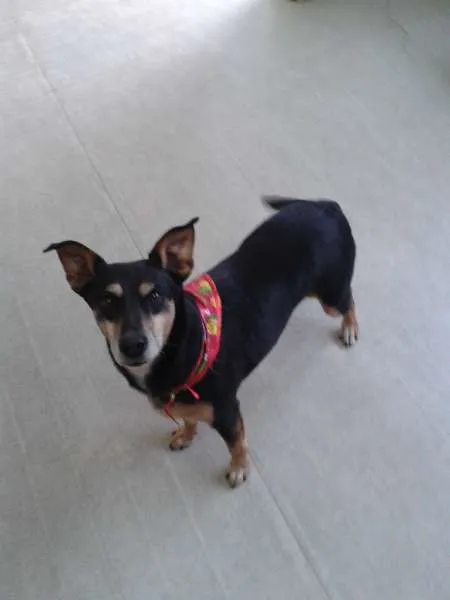Cachorro ra a SRD idade 4 anos nome Layla