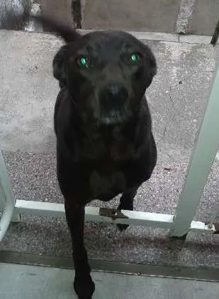 Cachorro ra a SRD idade 1 ano nome Monalisa