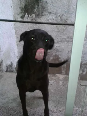 Cachorro raça SRD idade 1 ano nome Monalisa