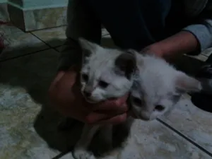 Gato raça Sem raça definida idade Abaixo de 2 meses nome Sem nome