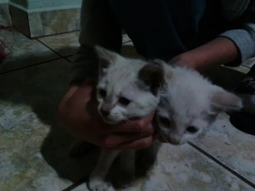 Gato raça Sem raça definida idade Abaixo de 2 meses nome Sem nome