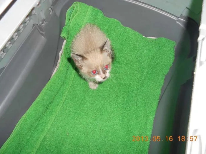 Gato raça sialata idade 2 a 6 meses nome manchinha