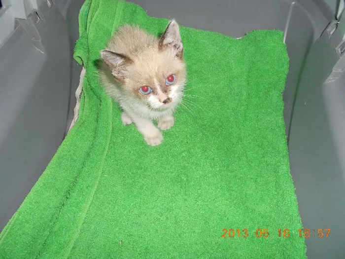 Gato raça sialata idade 2 a 6 meses nome manchinha