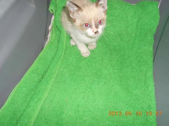 Gato raça sialata idade 2 a 6 meses nome manchinha