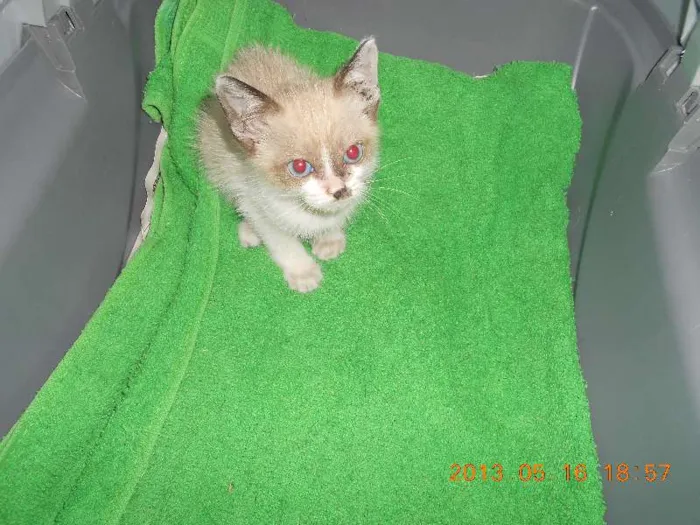 Gato raça sialata idade 2 a 6 meses nome manchinha