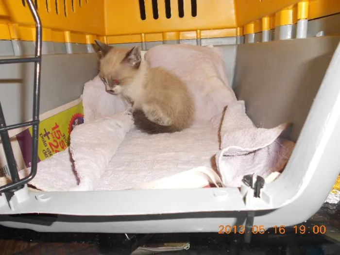 Gato raça sialata idade 2 a 6 meses nome manchinha