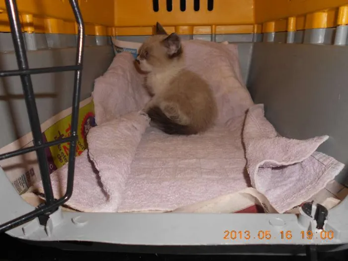 Gato raça sialata idade 2 a 6 meses nome manchinha