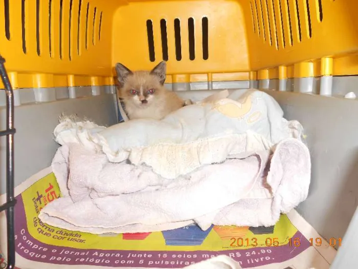 Gato raça sialata idade 2 a 6 meses nome manchinha