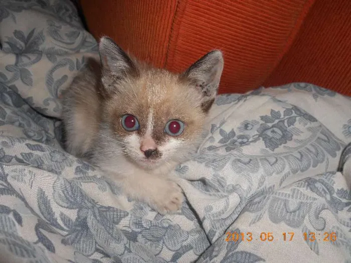 Gato raça sialata idade 2 a 6 meses nome manchinha