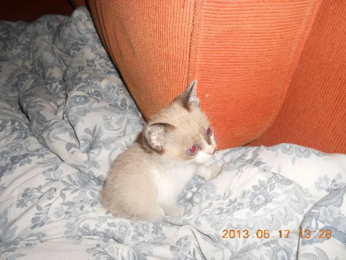 Gato raça sialata idade 2 a 6 meses nome manchinha