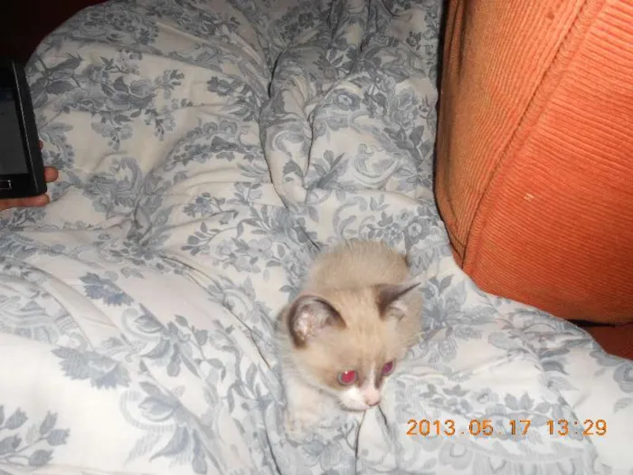 Gato raça sialata idade 2 a 6 meses nome manchinha