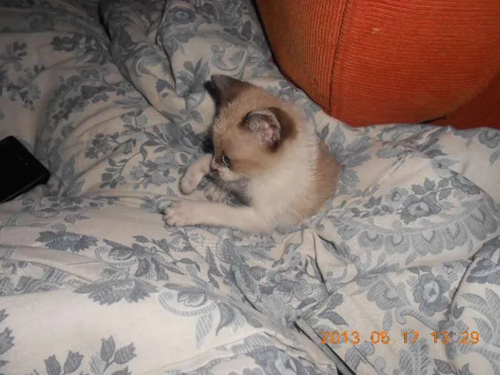 Gato raça sialata idade 2 a 6 meses nome manchinha