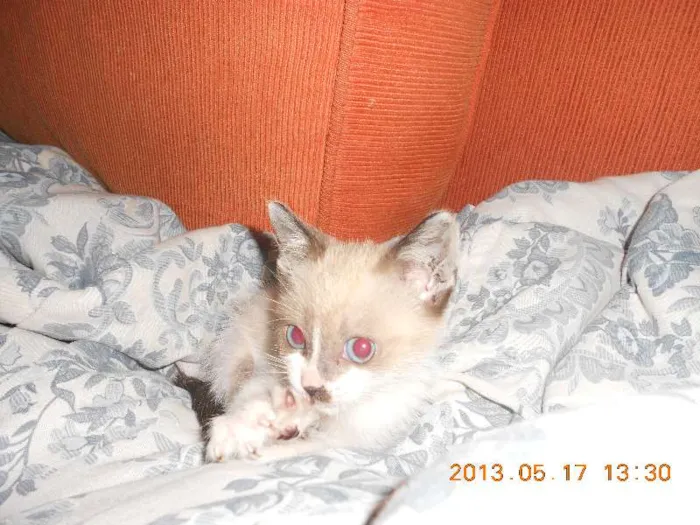 Gato raça sialata idade 2 a 6 meses nome manchinha