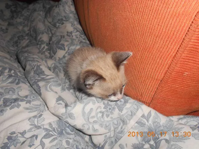 Gato raça sialata idade 2 a 6 meses nome manchinha