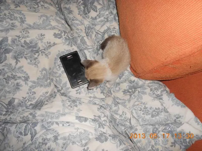 Gato raça sialata idade 2 a 6 meses nome manchinha