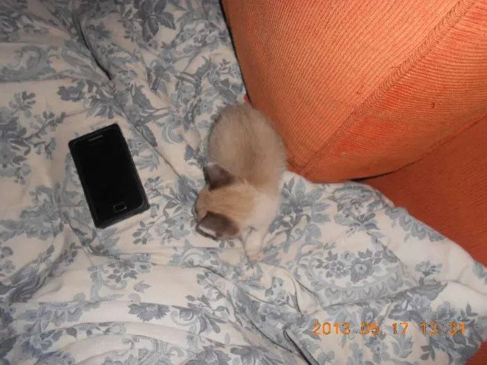 Gato raça sialata idade 2 a 6 meses nome manchinha