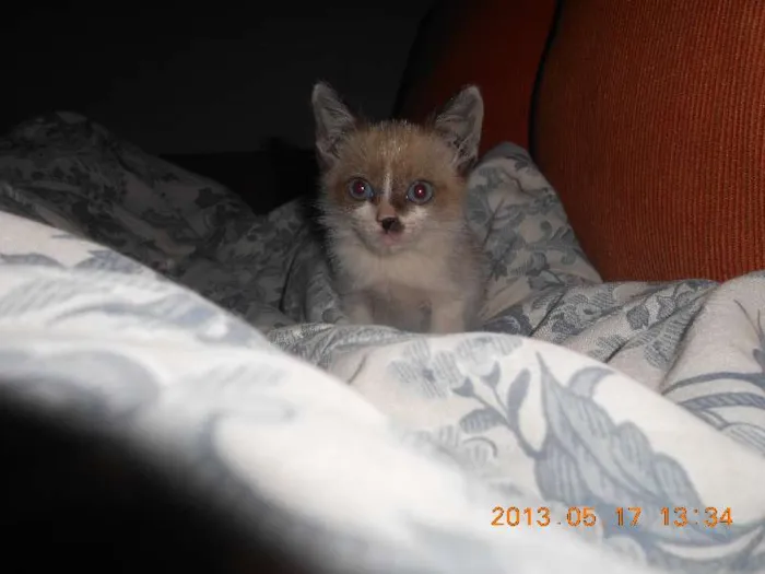 Gato raça sialata idade 2 a 6 meses nome manchinha