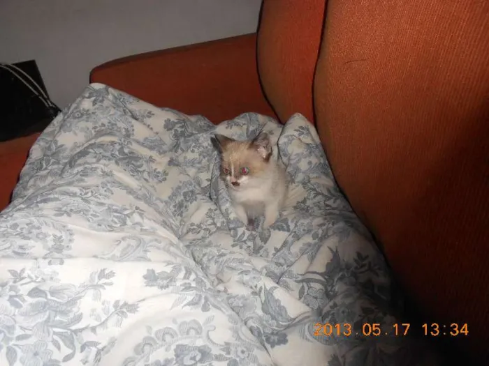 Gato raça sialata idade 2 a 6 meses nome manchinha