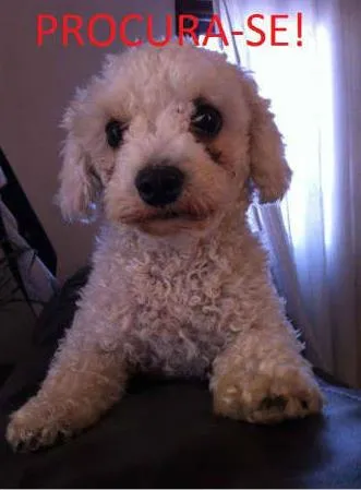 Cachorro ra a Poodle idade 2 anos nome Meggue