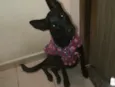 LILICA