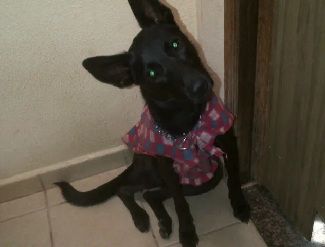 Cachorro ra a PASTOR idade 2 anos nome LILICA