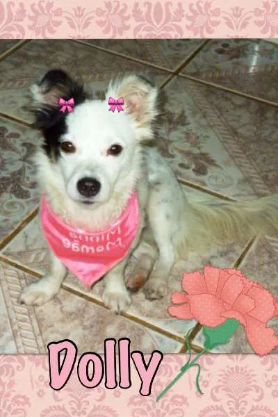 Cachorro ra a SRD idade 1 ano nome DOLLY