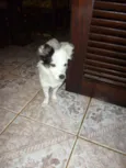 DOLLY
