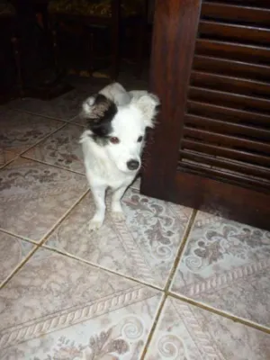 Cachorro raça SRD idade 1 ano nome DOLLY