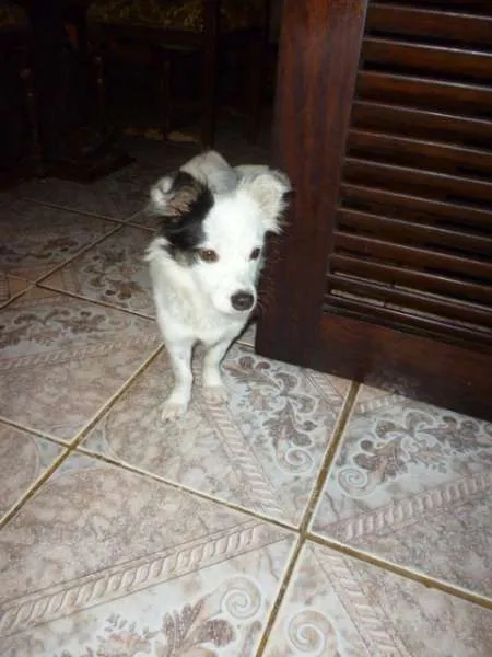 Cachorro ra a SRD idade 1 ano nome DOLLY