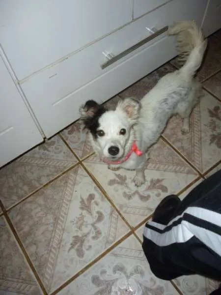 Cachorro ra a SRD idade 1 ano nome DOLLY