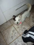 DOLLY