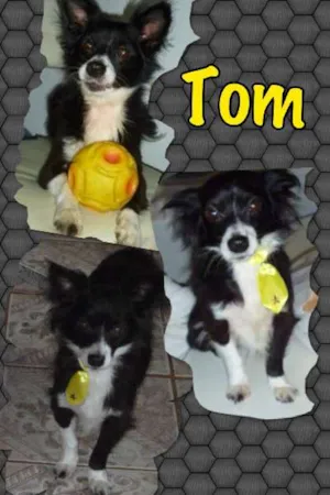 Cachorro raça SRD/CHIUAUA idade 3 anos nome TOM