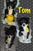 TOM