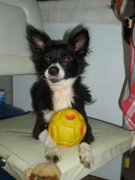 Cachorro ra a SRD/CHIUAUA idade 3 anos nome TOM