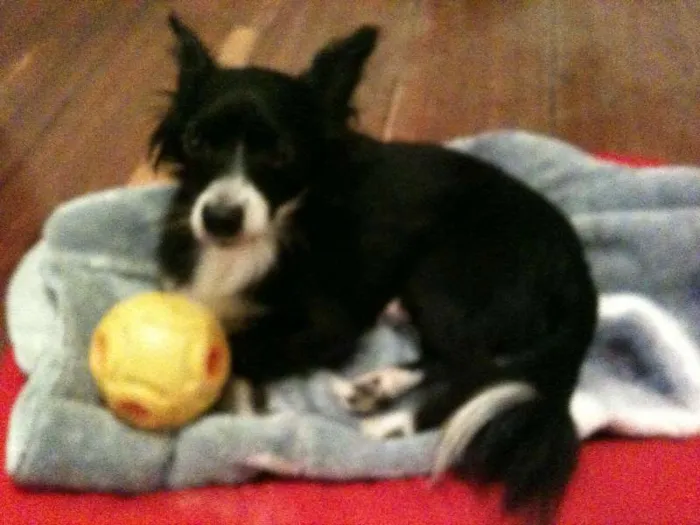Cachorro ra a SRD/CHIUAUA idade 3 anos nome TOM