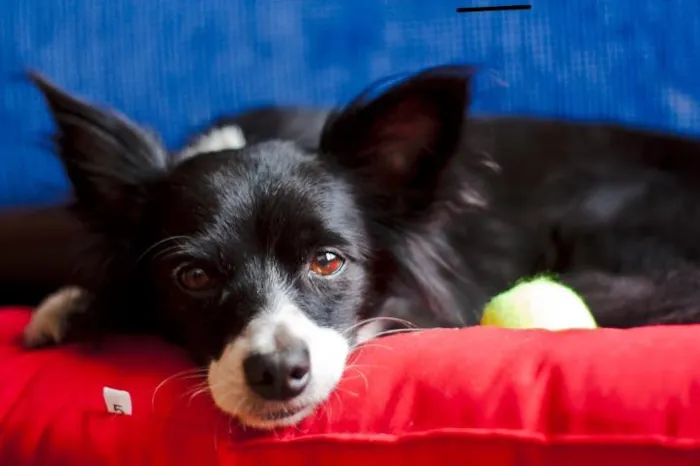 Cachorro ra a SRD/CHIUAUA idade 3 anos nome TOM