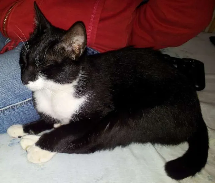 Gato ra a SRD idade 7 a 11 meses nome Lady