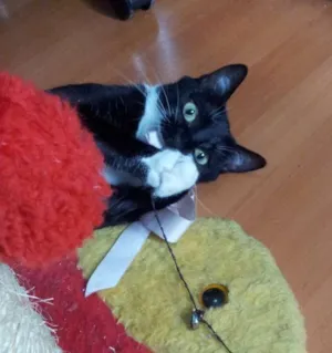 Gato raça SRD idade 7 a 11 meses nome Lady