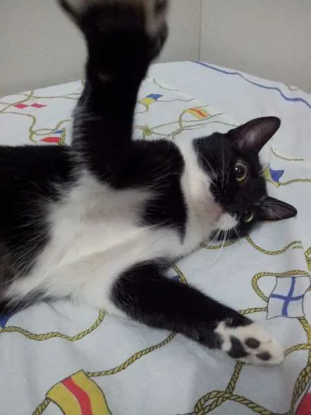Gato ra a SRD idade 7 a 11 meses nome Lady