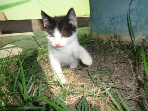 Gato raça  idade Abaixo de 2 meses nome pirata