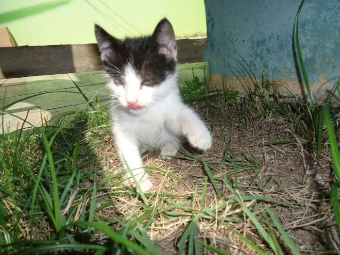 Gato raça  idade Abaixo de 2 meses nome pirata