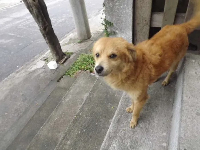 Cachorro ra a SRD idade 2 anos nome Luquinhas